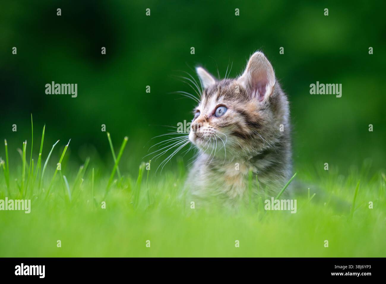 Mignon bébé chaton assis dans l'herbe verte dans une cour. Banque D'Images