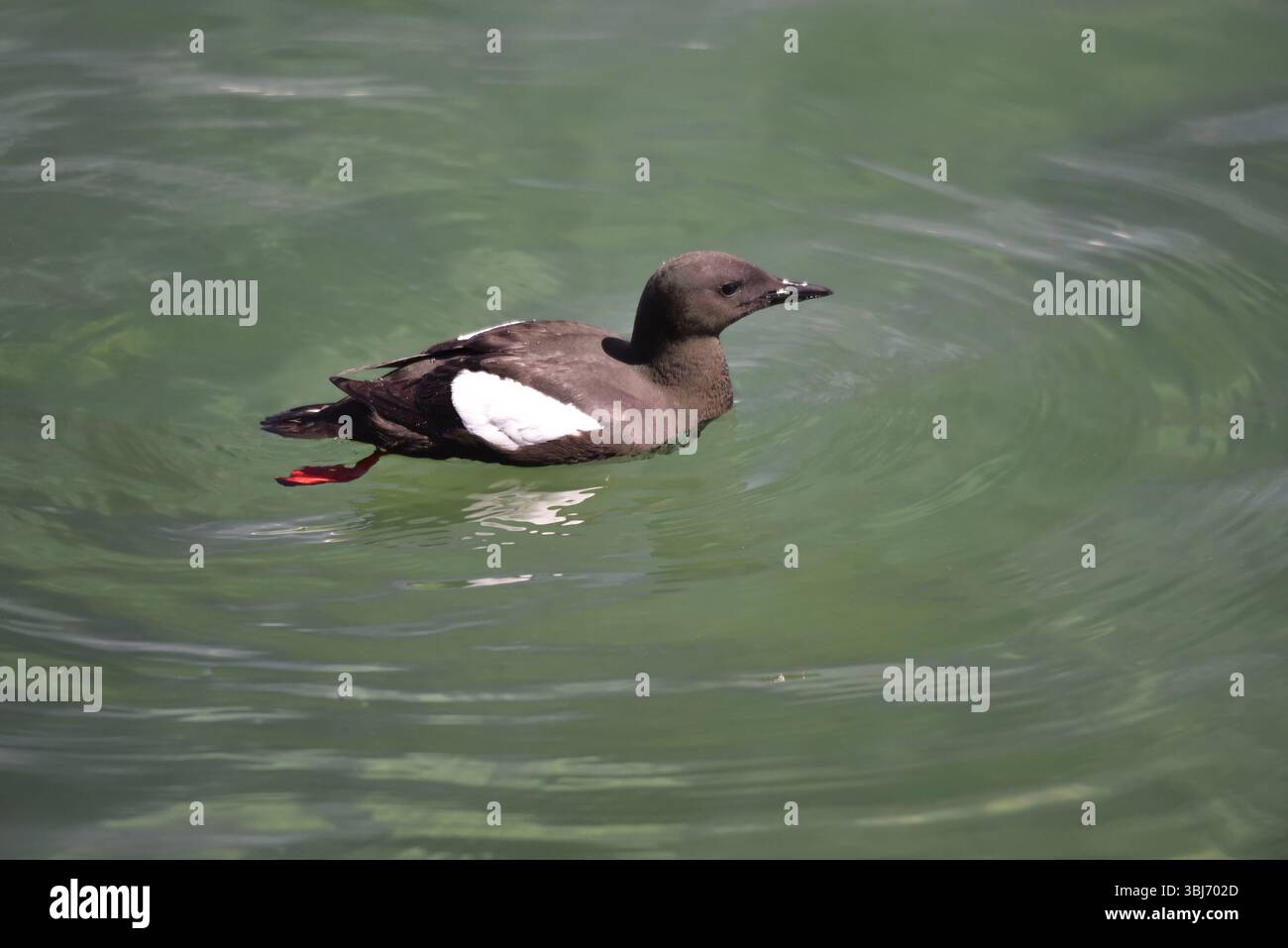 Gros plan d'un Guillemot noir (Cepphus grylle) nageant de gauche à droite, tête haute, et jambes rouges tendues derrière, visible sous l'eau, Royaume-Uni Banque D'Images