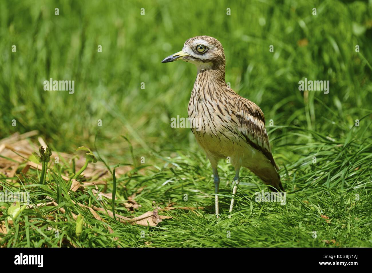 Courlis en pierre (Burhinus oedicnemus), dans un pré, France, Europe Banque D'Images
