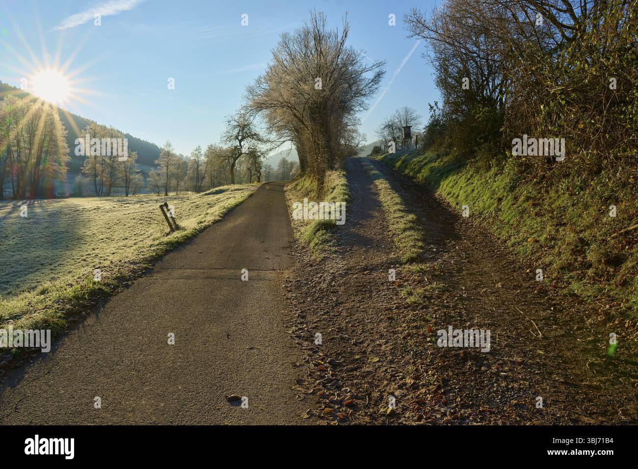 Bifurcation dans la route chemin bifurqué dans la lumière glaciale du matin le long d'une rangée d'arbres, Kirchzell, Amorbach, Odenwald, Bavière, Allemagne, Europe Banque D'Images