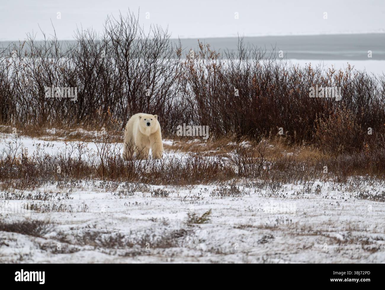 Un ours polaire marchant sur un sol couvert de neige avec la baie d'Hudson en arrière-plan à l'automne près de Churchill, au Manitoba. Banque D'Images