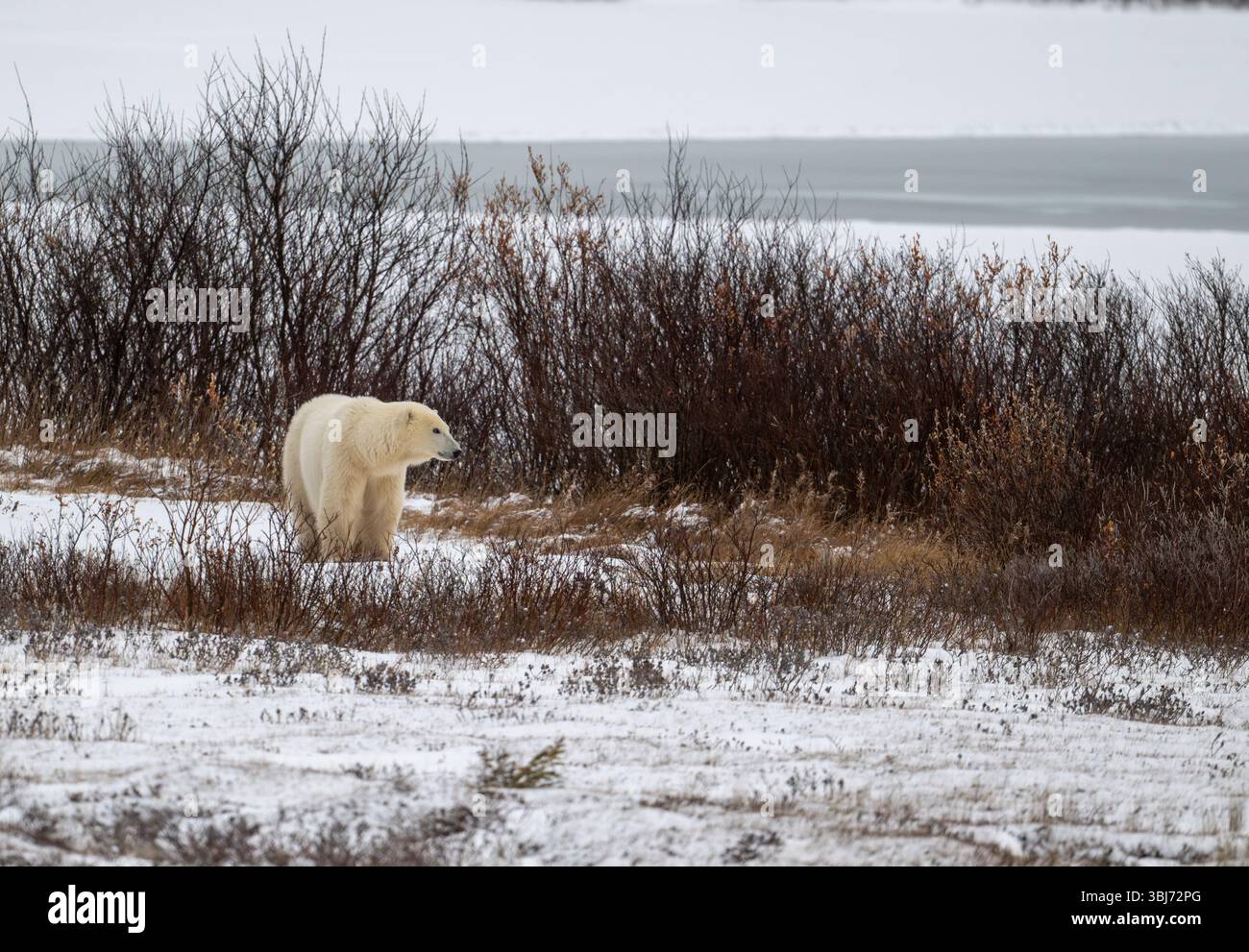 Un ours polaire marchant sur un sol couvert de neige avec la baie d'Hudson en arrière-plan à l'automne près de Churchill, au Manitoba. Banque D'Images