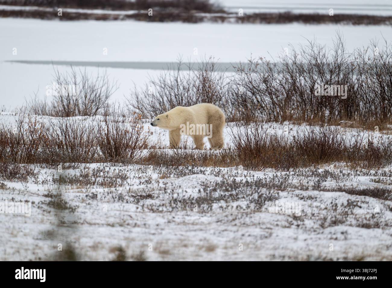 Un ours polaire marchant sur un sol couvert de neige avec la baie d'Hudson en arrière-plan à l'automne près de Churchill, au Manitoba. Banque D'Images