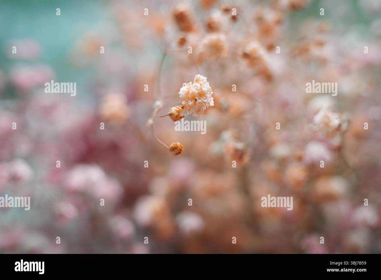 Fleur de Gypsophila, également connue sous le nom de souffle de bébé Banque D'Images