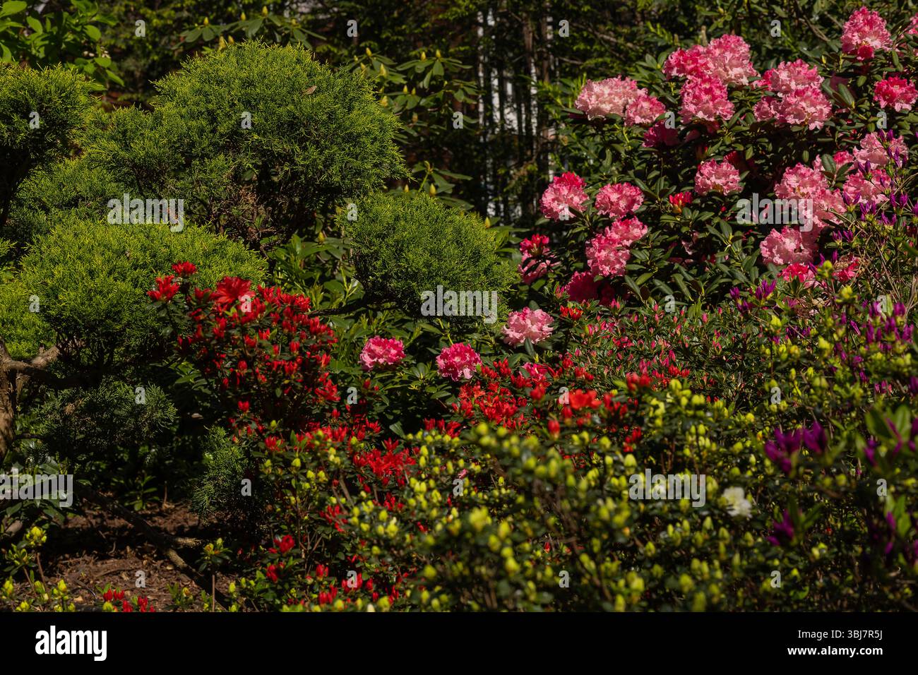Azalées et rhododendrons colorés en fleurs dans un jardin botanique animé avec des arbustes à feuilles persistantes taillés. Plantes ornementales et beauté horticole Banque D'Images
