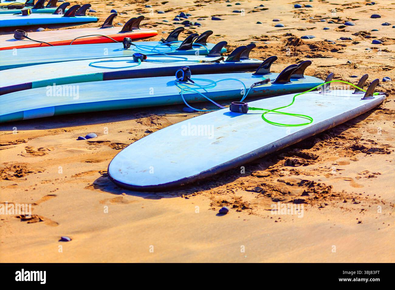 Les planches de surf sont alignées sur le rivage. Planches de surf alignées sur la plage de sable, chacune avec laisse attachée à la planche. Les planches de surf sont de différentes couleurs Banque D'Images