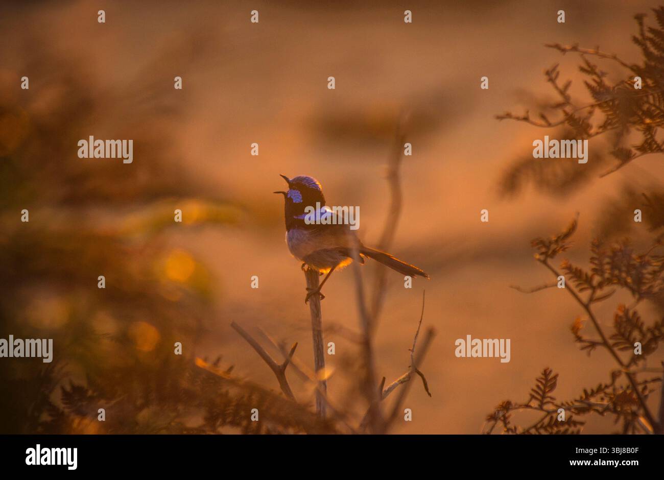 Superbe Fairy Wren au lever du soleil le long de la Great Ocean Road en Australie Banque D'Images