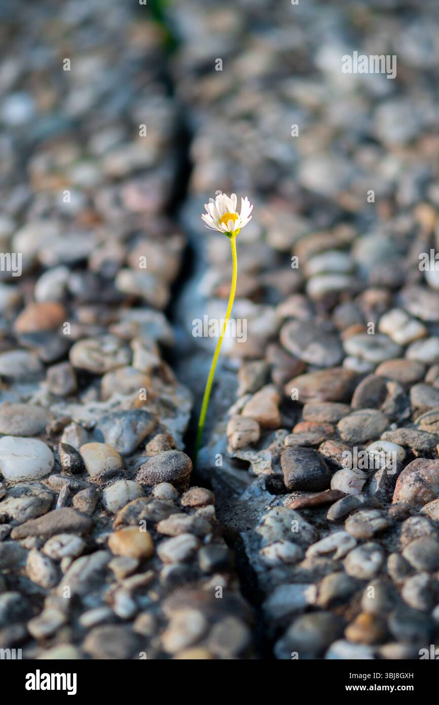 Une fleur de Marguerite seule brise une fissure dans le trottoir. Le concept de force de la nature, de résilience et de survie dans des conditions difficiles Banque D'Images