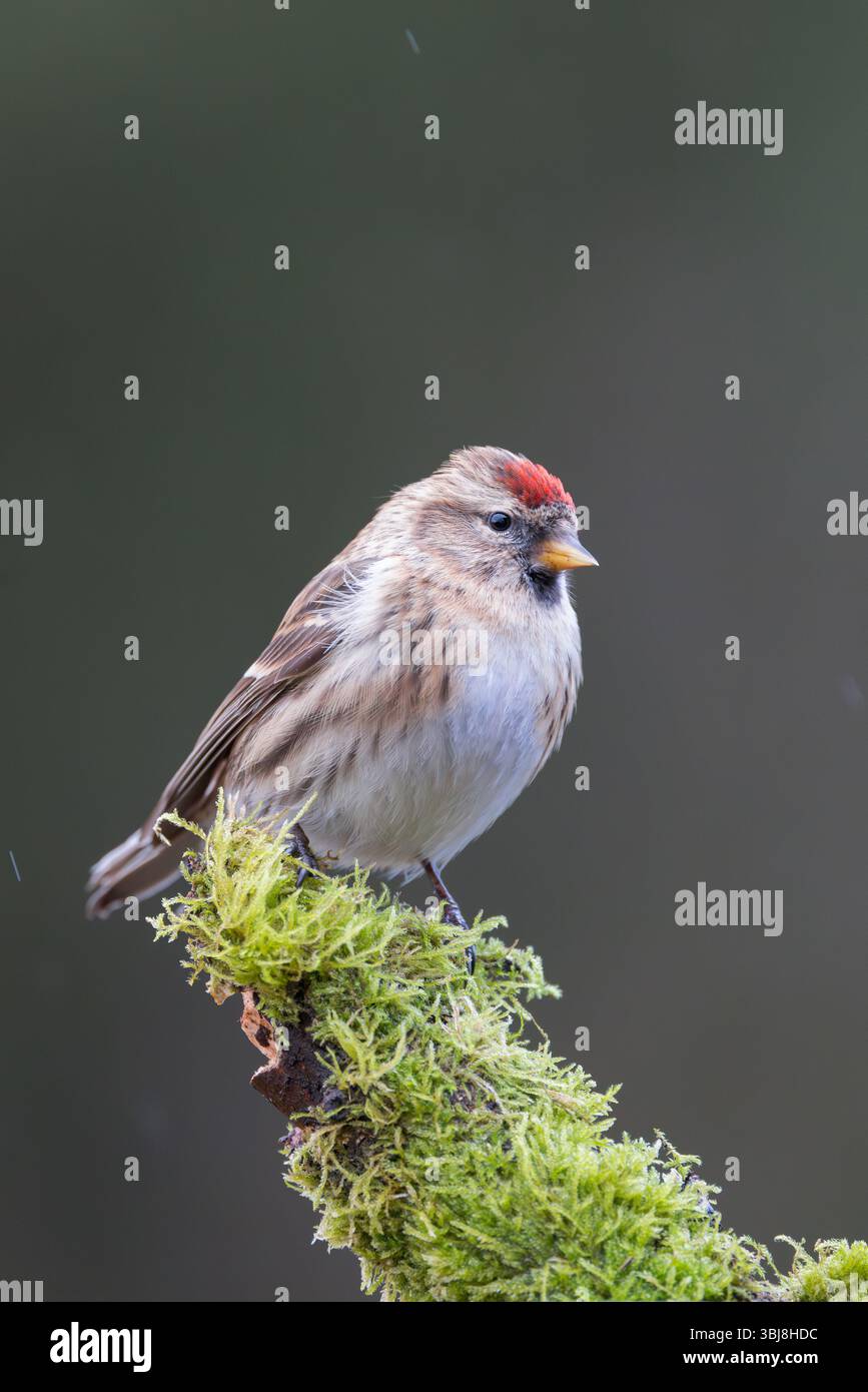 Redpoll [ Carduelis Flammea ] sur bâton moussue Banque D'Images