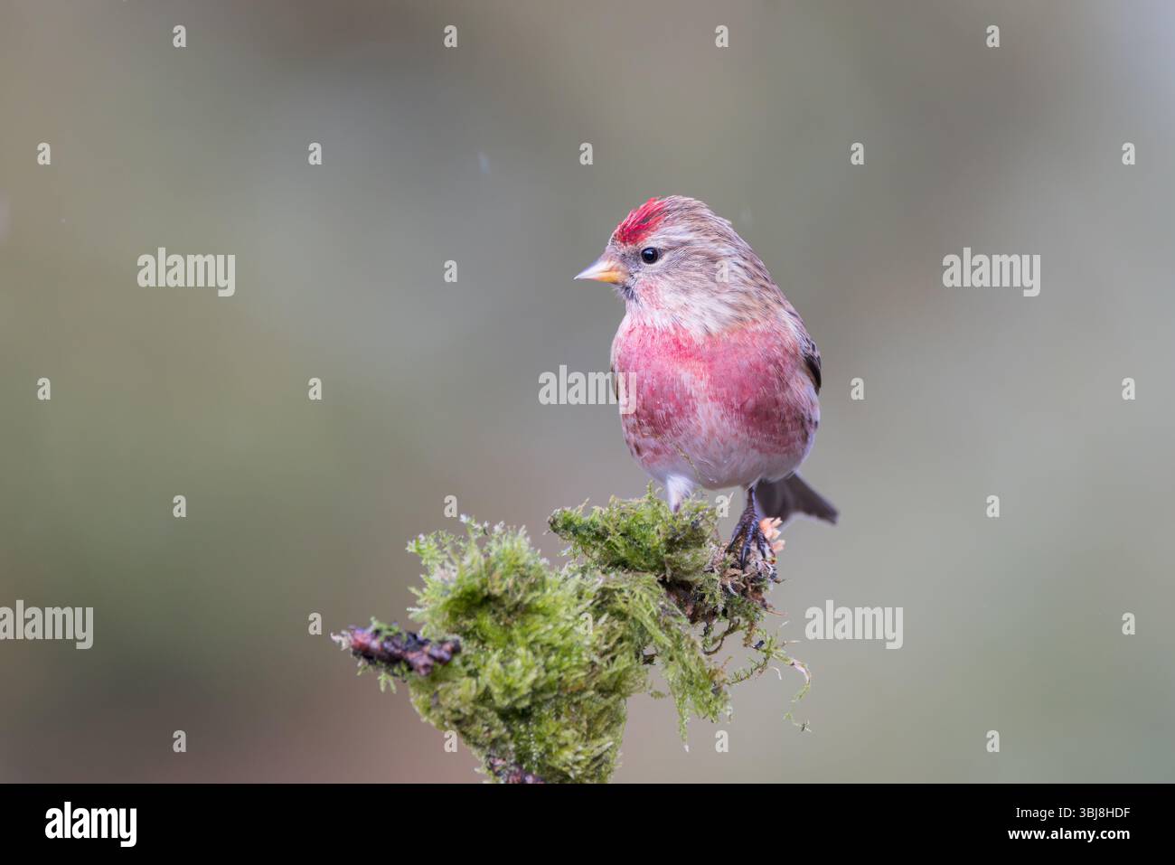 Redpoll [ Carduelis Flammea ] sur bâton moussue Banque D'Images