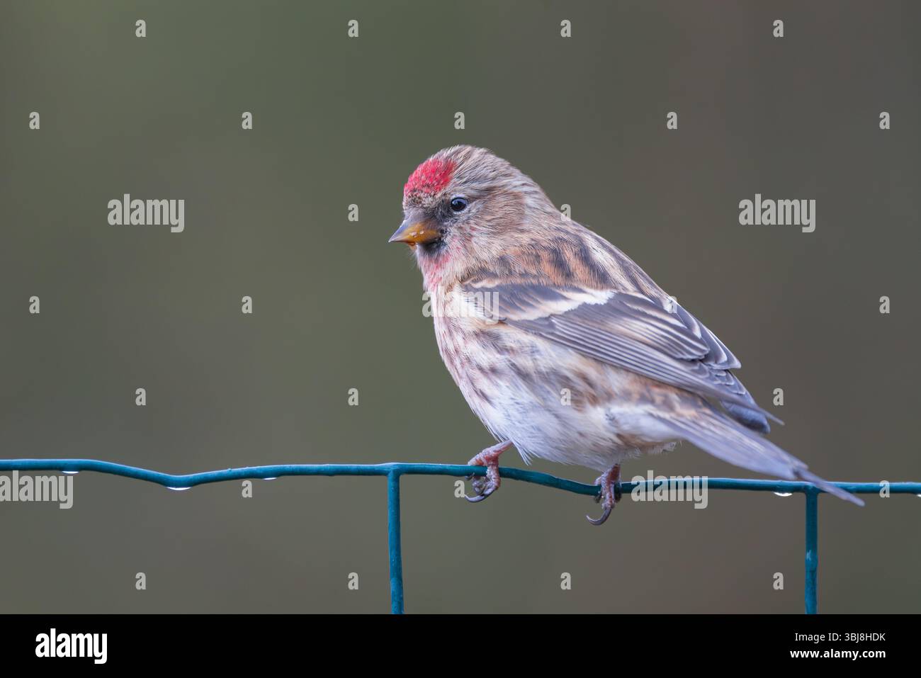Redpoll [ Carduelis Flammea ] sur la clôture métallique Banque D'Images