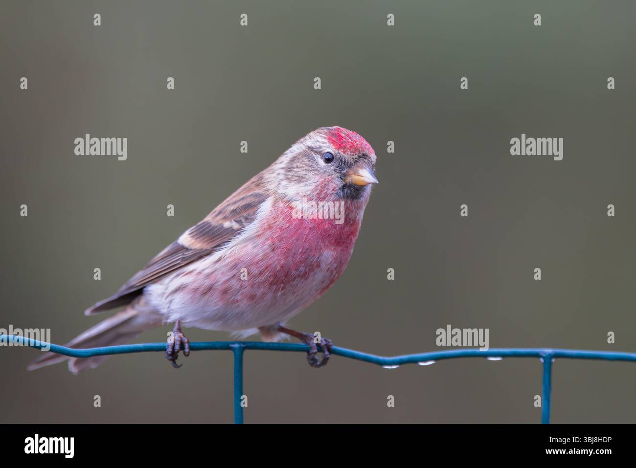 Redpoll [ Carduelis Flammea ] sur la clôture métallique Banque D'Images