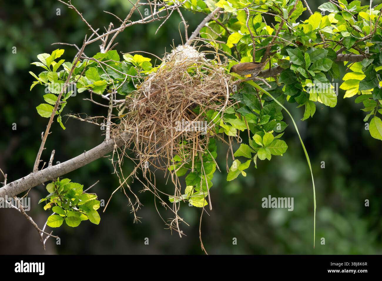 Munia à poitrine écaillée - Lonchura punctulata, beau petit oiseau perché brun des forêts et des bois d'Asie du Sud-est, Vietnam. Banque D'Images