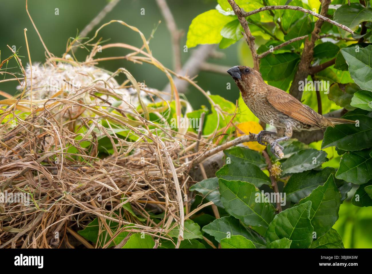 Munia à poitrine écaillée - Lonchura punctulata, beau petit oiseau perché brun des forêts et des bois d'Asie du Sud-est, Vietnam. Banque D'Images
