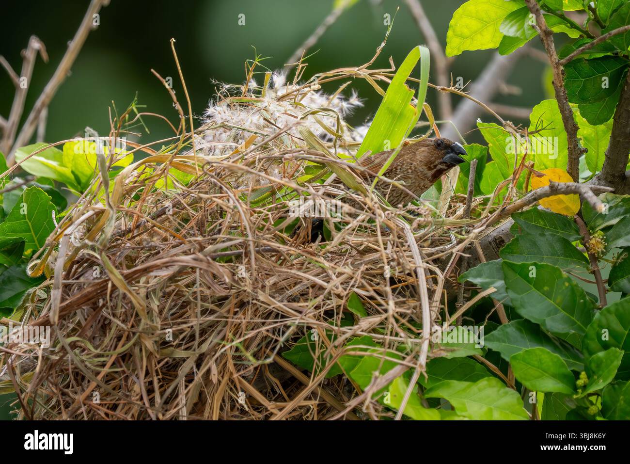 Munia à poitrine écaillée - Lonchura punctulata, beau petit oiseau perché brun des forêts et des bois d'Asie du Sud-est, Vietnam. Banque D'Images