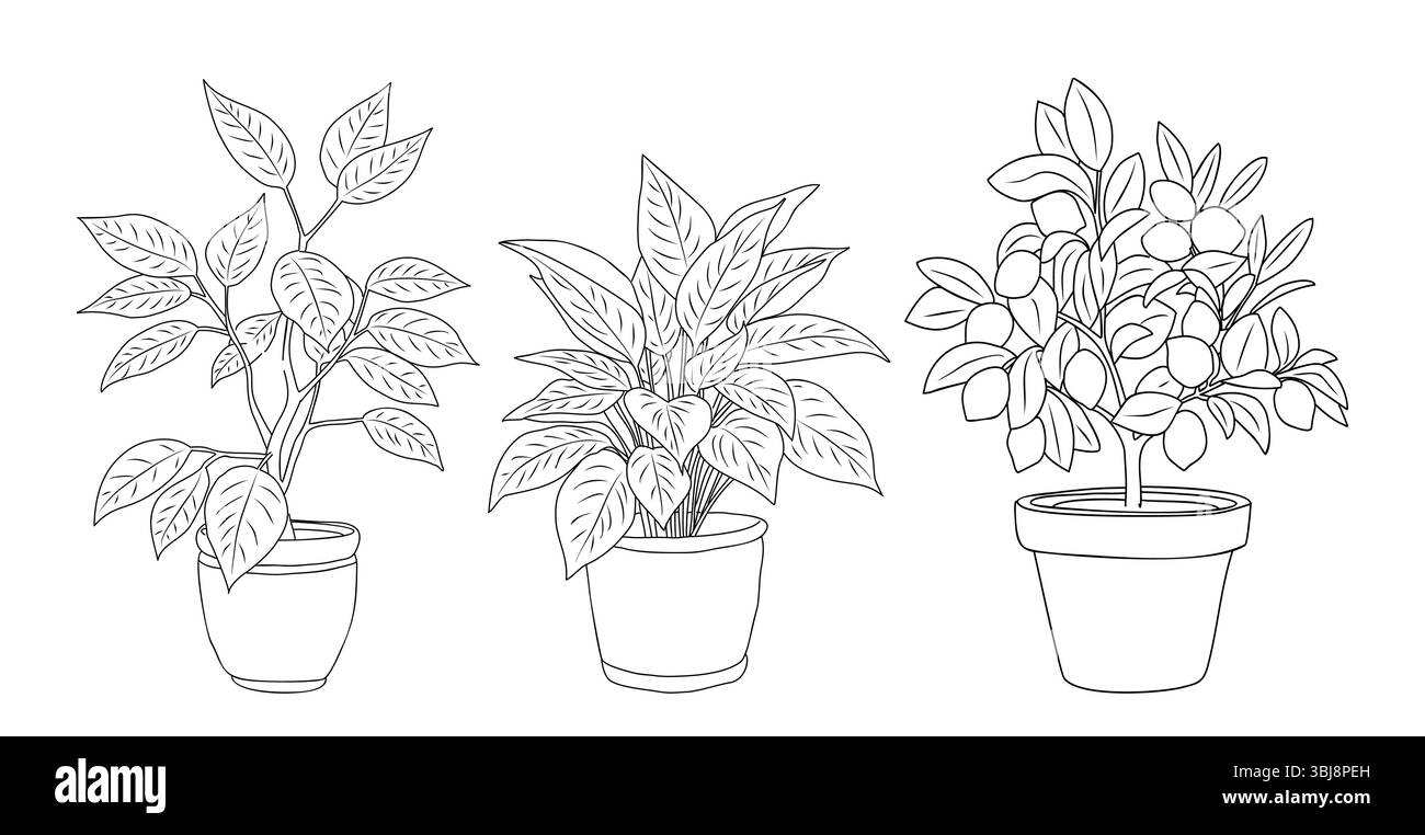 Ensemble vectoriel de plantes d'arbre en pot alignent les dessins d'art Illustration de Vecteur