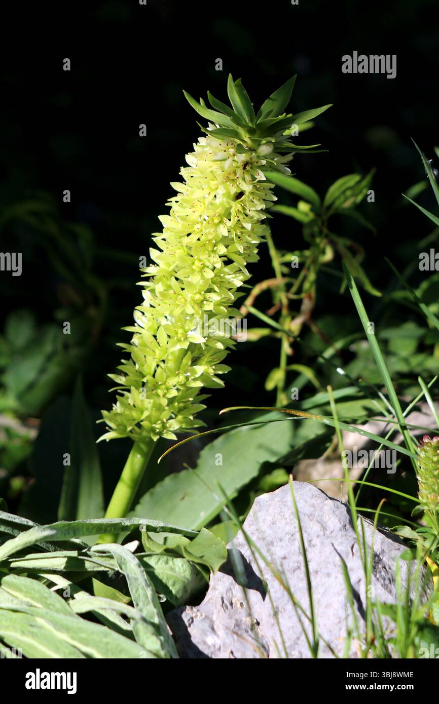 Eucomis comosa, lis à l'ananas, affiche une grande épi de fleurs vertes avec des fleurs en forme d'étoile et une rosette de feuilles en forme de sangle, poussant parmi les rochers Banque D'Images