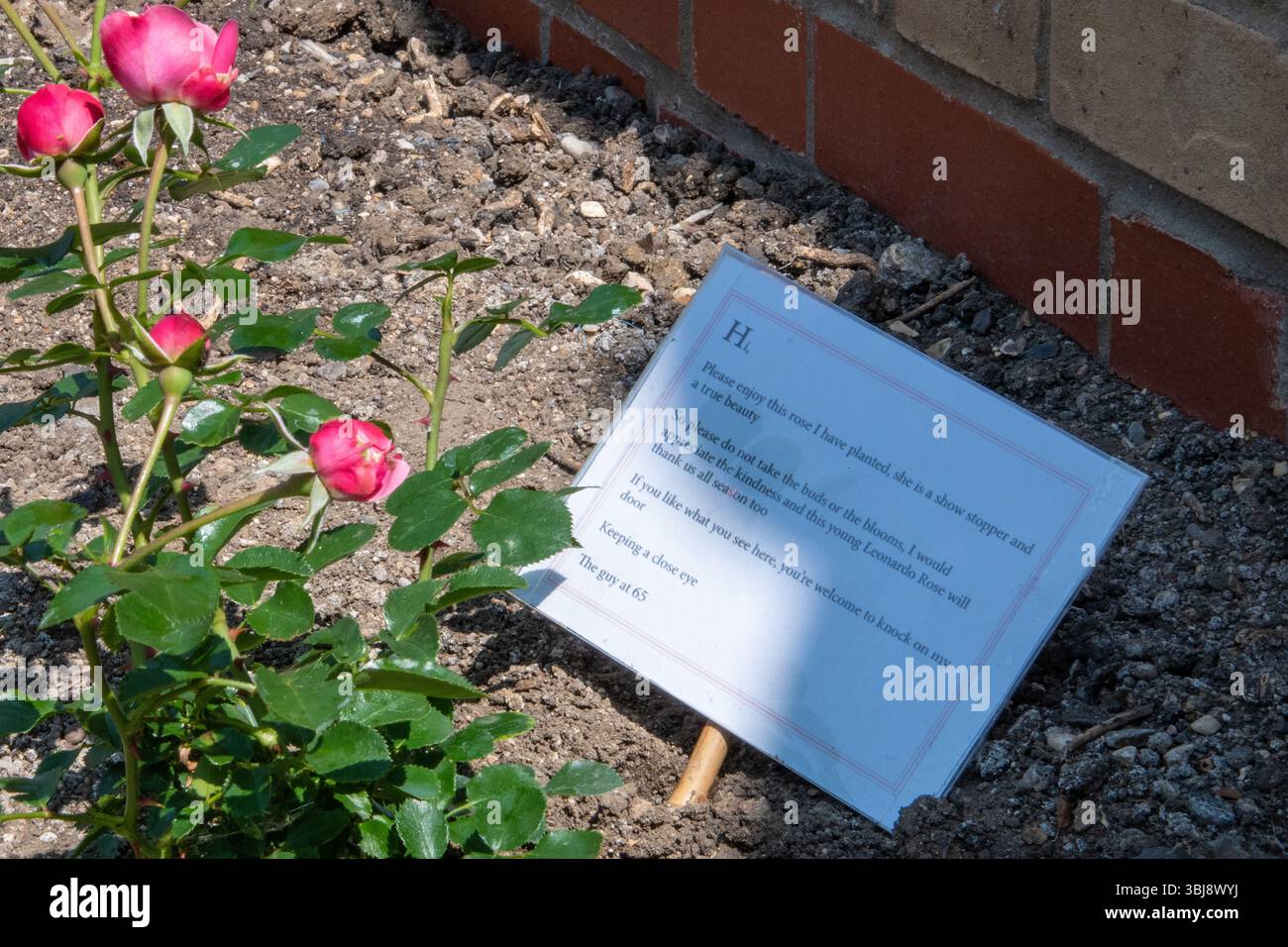 Un cadeau à la communauté du gars au numéro 65. Un rosier en fleurs. Banque D'Images
