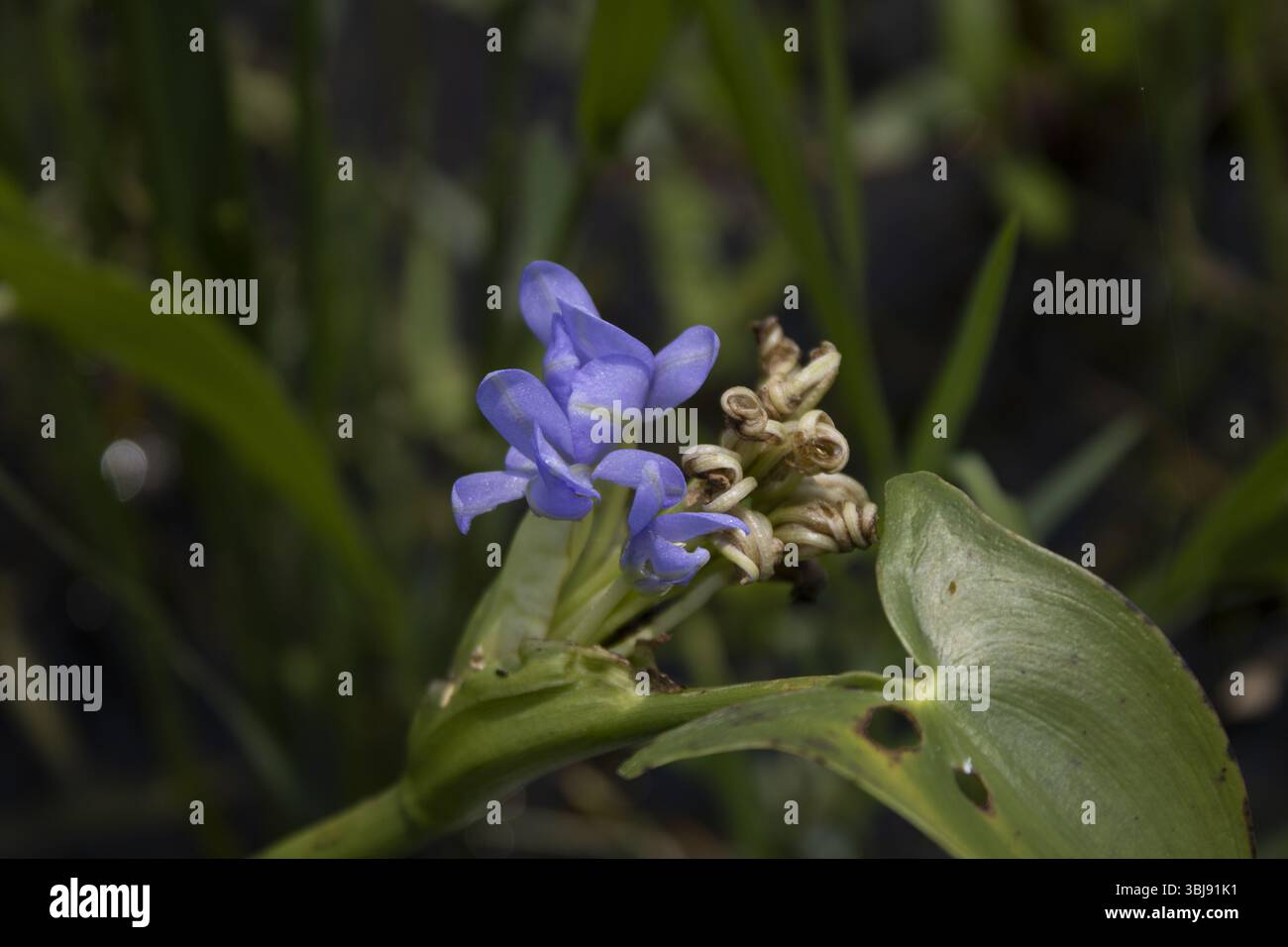 Fleur de plante de mauvaises herbes dans une rizière. Banque D'Images