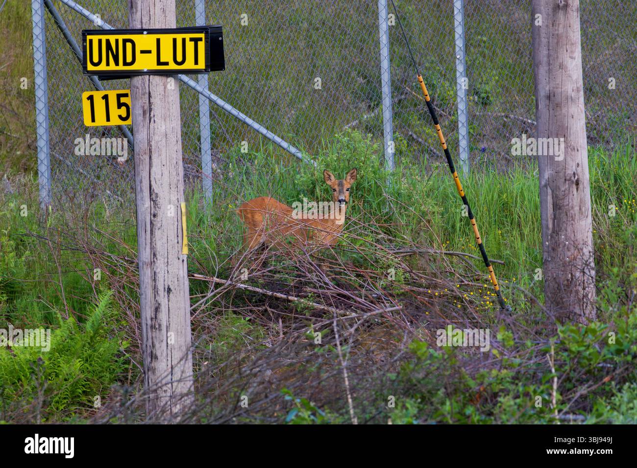 Entre deux mondes – Un cerf au bord de la civilisation face à vous Banque D'Images