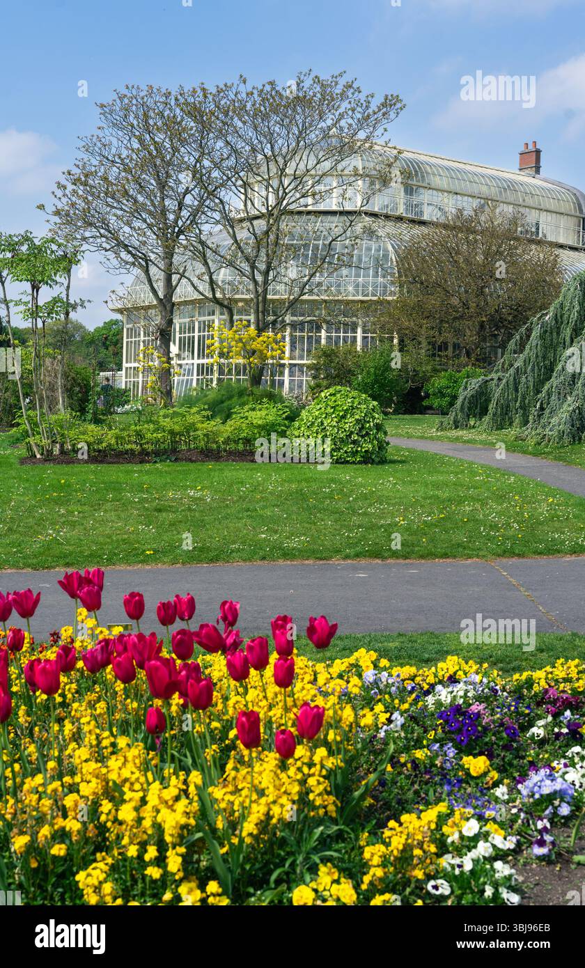 Des tulipes rouges vibrantes et des fleurs jaunes fleurissent au premier plan des jardins botaniques nationaux de Dublin, avec l'emblématique serre victorienne debout Banque D'Images