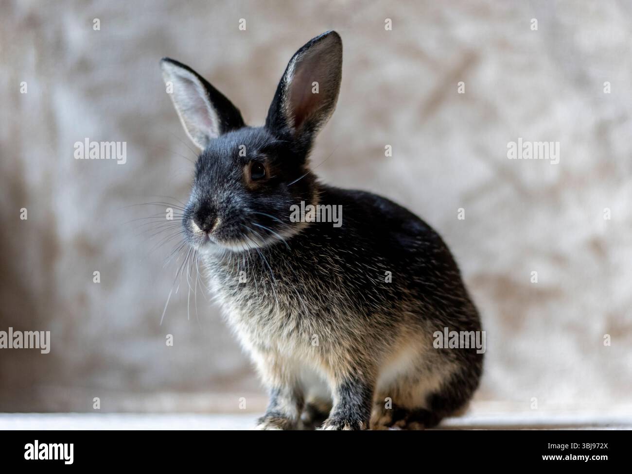 Black Otter Rex Rabbit portrait à 11 semaines Banque D'Images