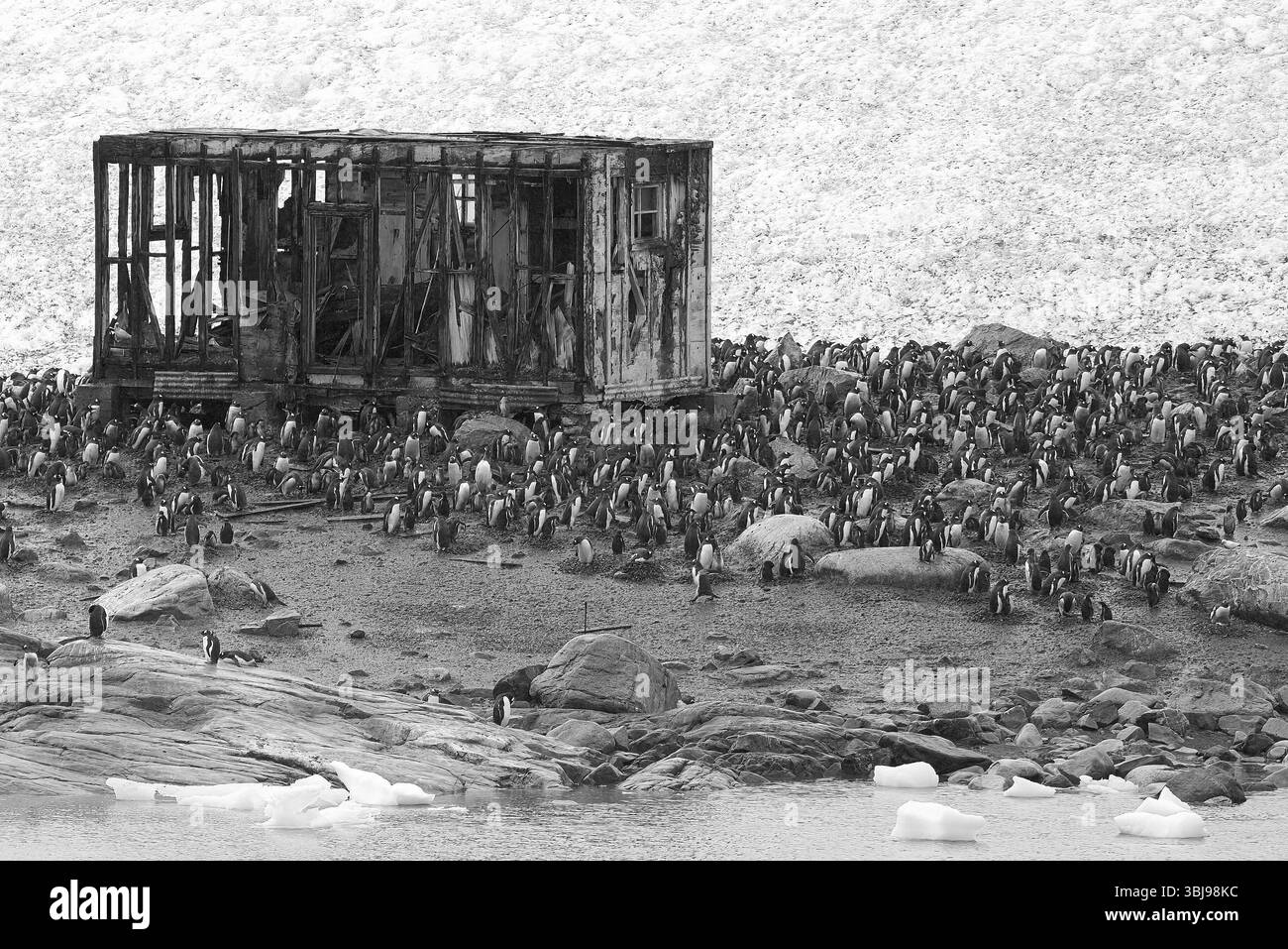 Pingouins à la base antarctique chilienne González Videla (Station de recherche scientifique) à Waterboat point dans Paradise Bay sur l'Antarctique continental Banque D'Images