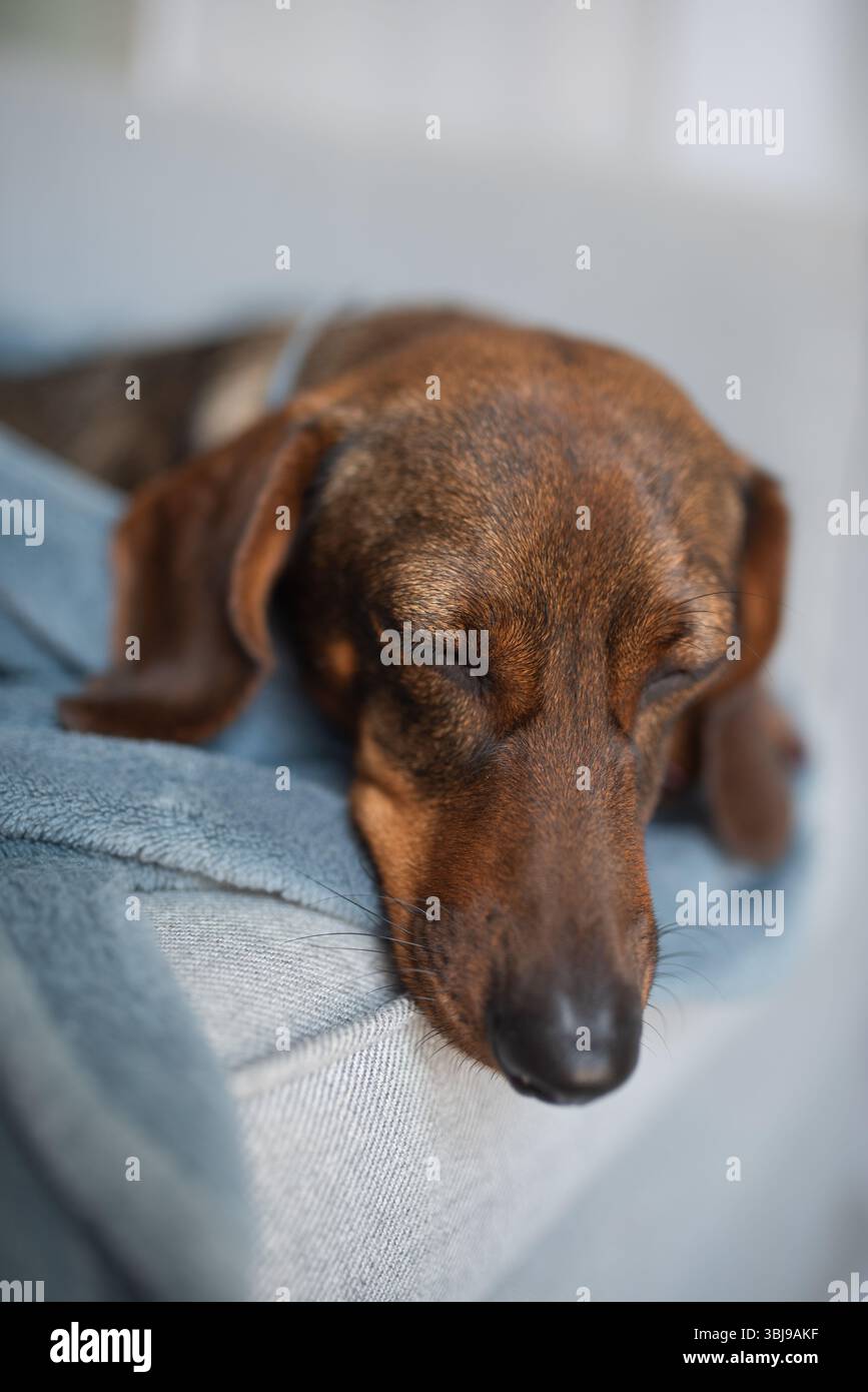 Le chien est allongé sur le côté, reposant sur l'oreiller. Ses yeux sont fermés et sa respiration est calme, suggérant qu'il est profondément endormi et réconfortabl Banque D'Images