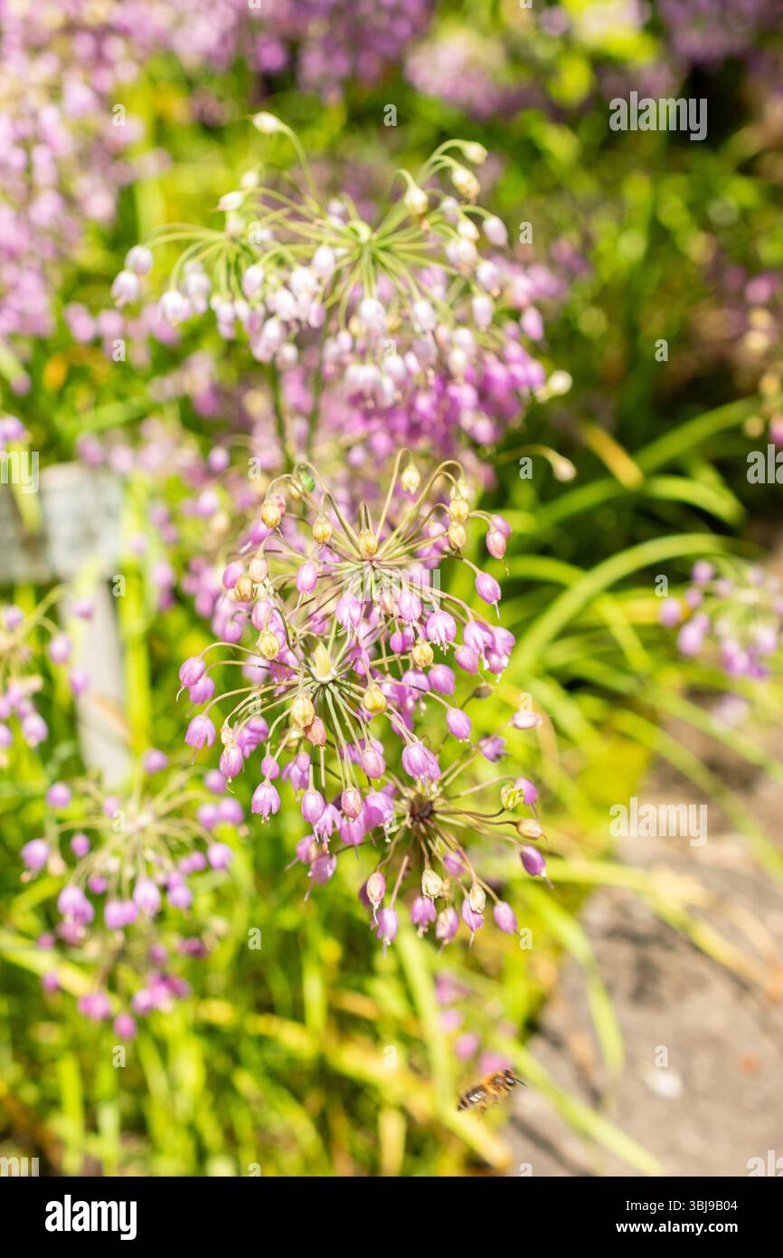 Saint-Gall, Suisse, 14 juillet 2024 Allium Cernuum ou hocher un oignon au jardin botanique Banque D'Images