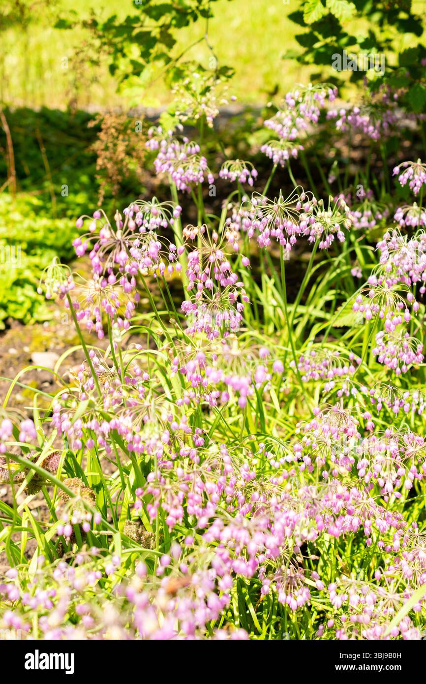 Saint-Gall, Suisse, 14 juillet 2024 Allium Cernuum ou hocher un oignon au jardin botanique Banque D'Images