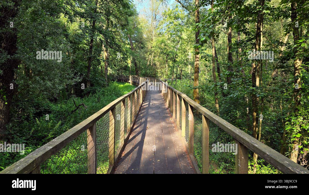 Passerelle en bois surélevée avec des balustrades en treillis courbe doucement à travers une forêt riveraine vibrante de saules, d'aulne et de cendres, ses planches attrapant le mouvement Banque D'Images