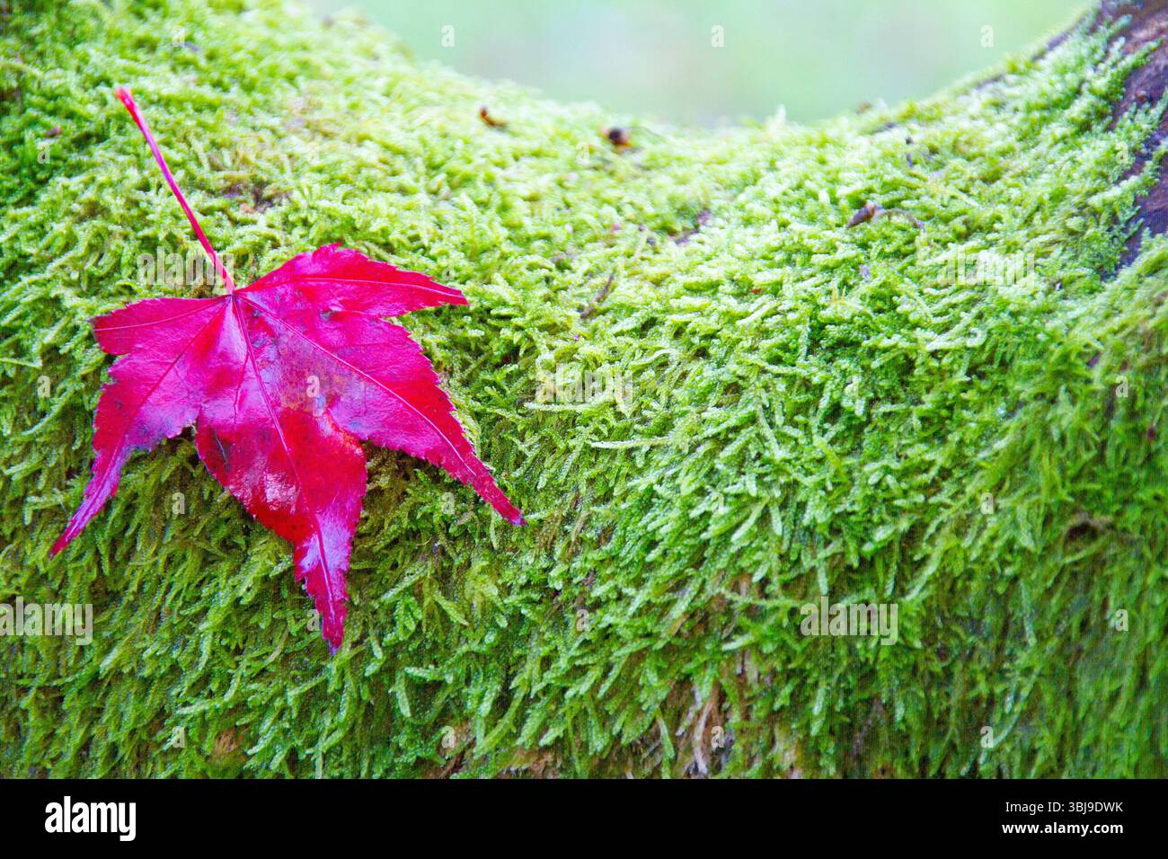 feuille d’automne Banque D'Images