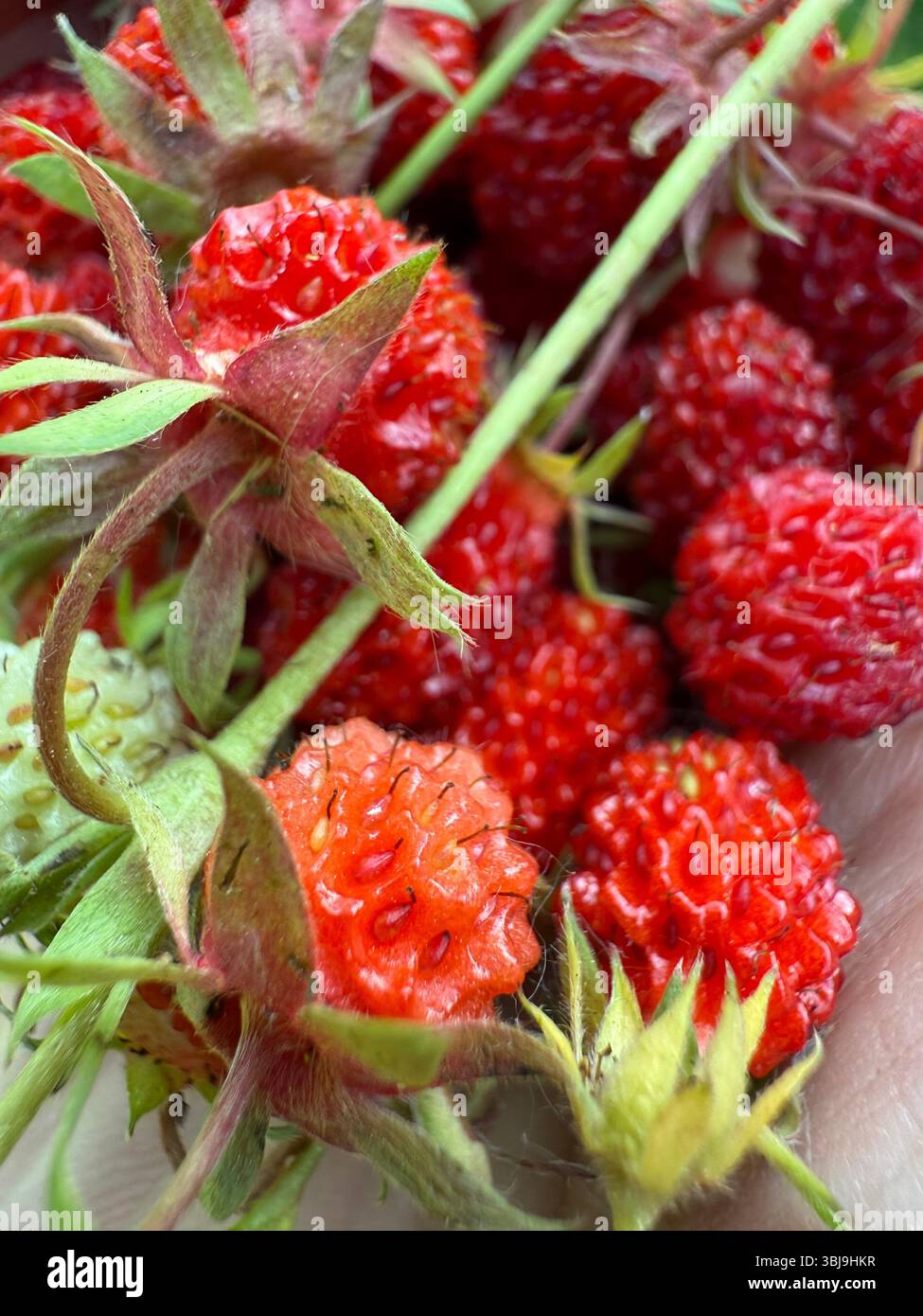 Fragaria virginiana, connue sous le nom de fraise de Virginie, fraise sauvage, fraise commune, ou fraise de montagne Banque D'Images
