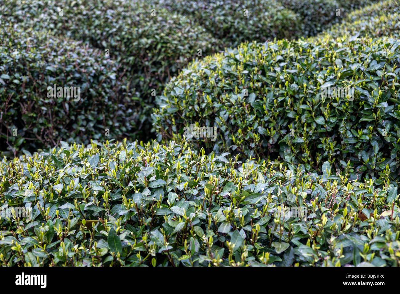 Plantation de thé en Chine. Le jeune thé vert frais laisse le fond Banque D'Images