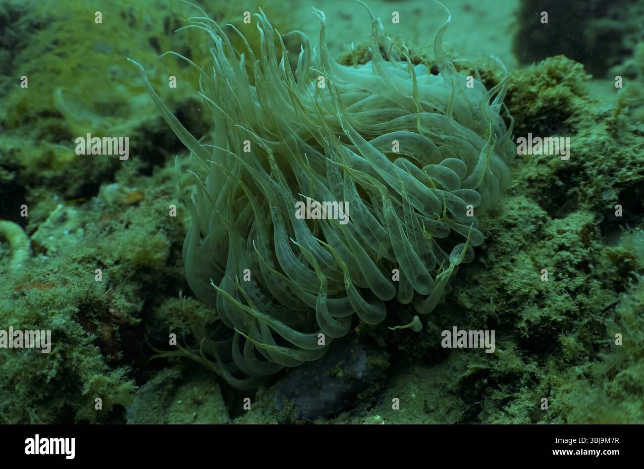 Une anémone de mer Méditerranée (Anemonia sulcata) à Tarragone, Catalogne, Espagne Banque D'Images