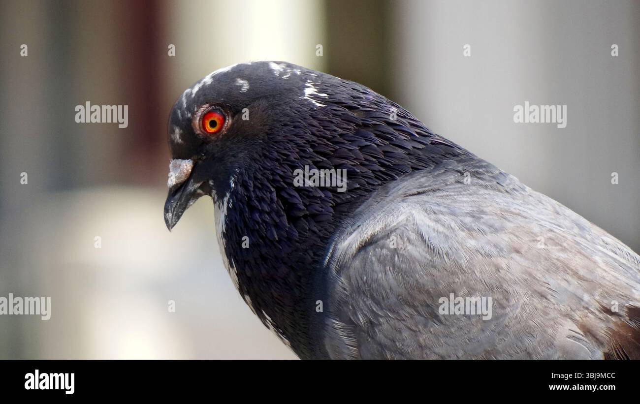 Gros plan de Pigeon avec des détails intenses sur les yeux et les plumes Banque D'Images