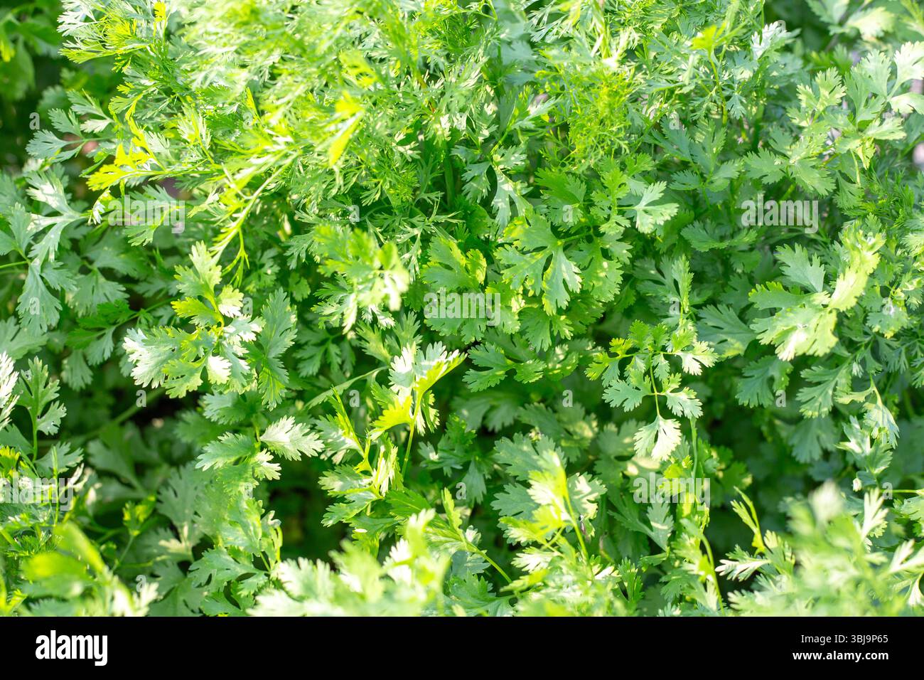 Feuilles de coriandre aromatiques vertes dans un lit de jardin un jour d'été. Cultiver des herbes fraîches dans le jardin. Banque D'Images