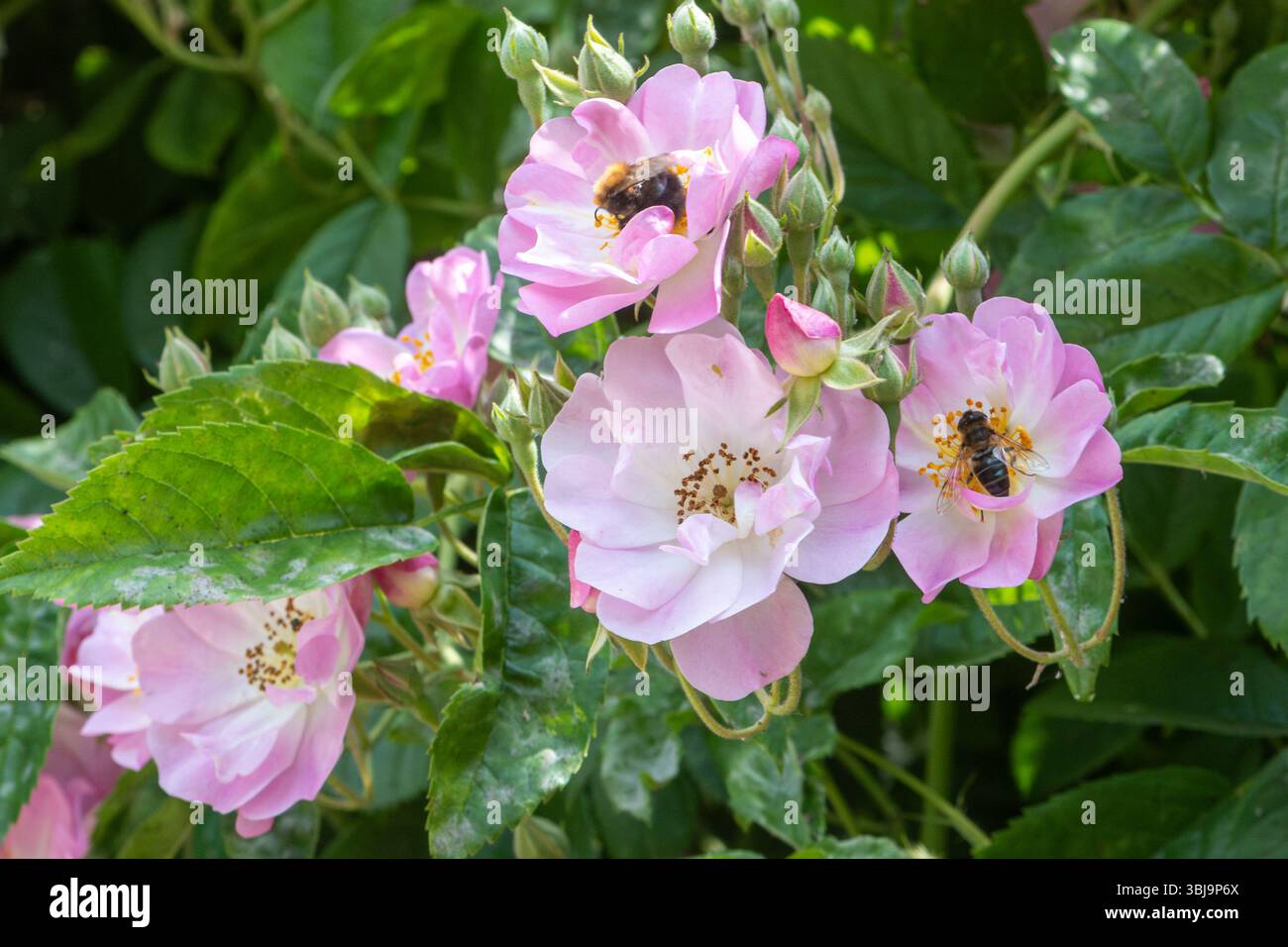 Rose 'Blush Rambler', une rose baladeuse avec de petites fleurs semi-doubles roses ou des fleurs en juin ou en été, Angleterre, Royaume-Uni Banque D'Images