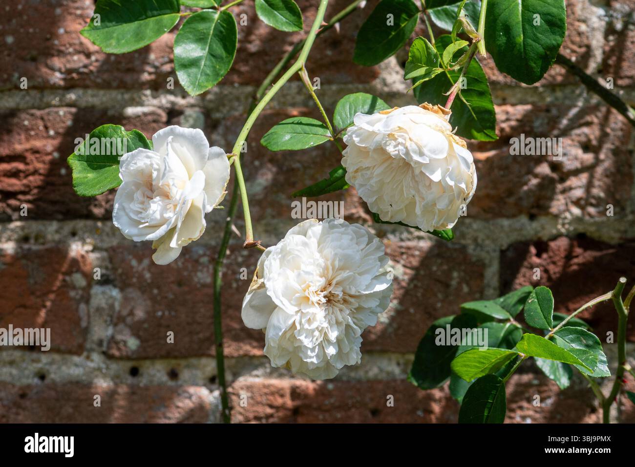 Mlle de Sombreuil rose grandissant sur un mur, Rosa 'Mademoiselle de Sombreuil' avec des fleurs blanches en juin ou en été, Angleterre, Royaume-Uni Banque D'Images