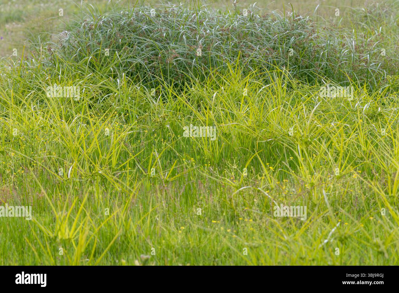 L'herbe verte luxuriante prospère dans un environnement naturel, créant un affichage vibrant de la beauté de la nature Banque D'Images