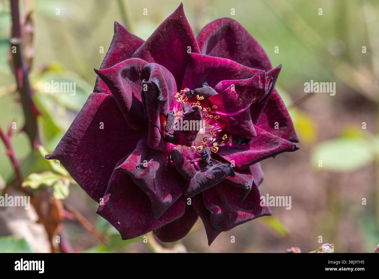Rosa 'Louis XIV', rose pourpre profonde fleurit presque noir, floraison en juin ou en été, Angleterre, Royaume-Uni Banque D'Images