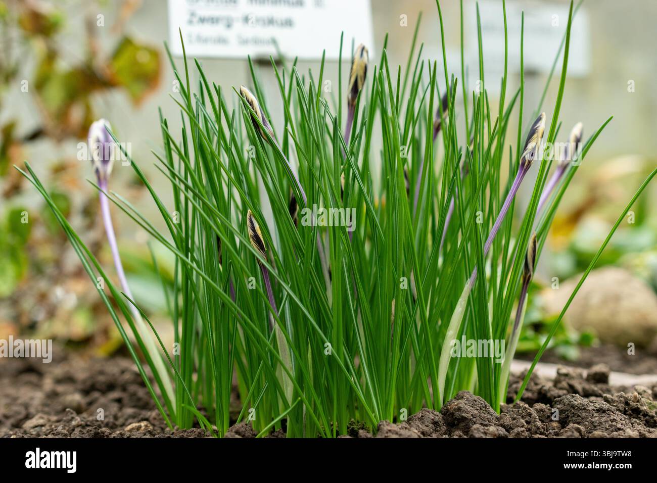 Saint-Gall, Suisse, 20 février 2025 plante Crocus Minimus au jardin botanique Banque D'Images
