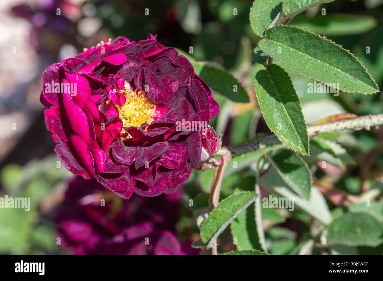 Rosa 'Tuscany', ancienne rose toscane parfumée avec des fleurs plates, semi-doubles de pourpre marron plus foncé, floraison en juin, Angleterre, Royaume-Uni Banque D'Images