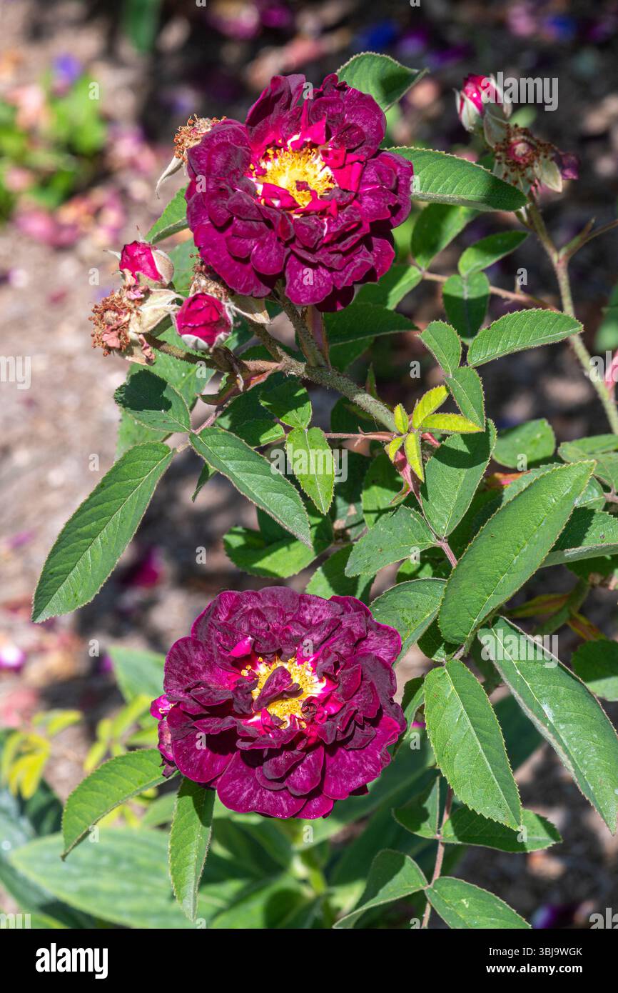 Rosa 'Tuscany', ancienne rose toscane parfumée avec des fleurs plates, semi-doubles de pourpre marron plus foncé, floraison en juin, Angleterre, Royaume-Uni Banque D'Images