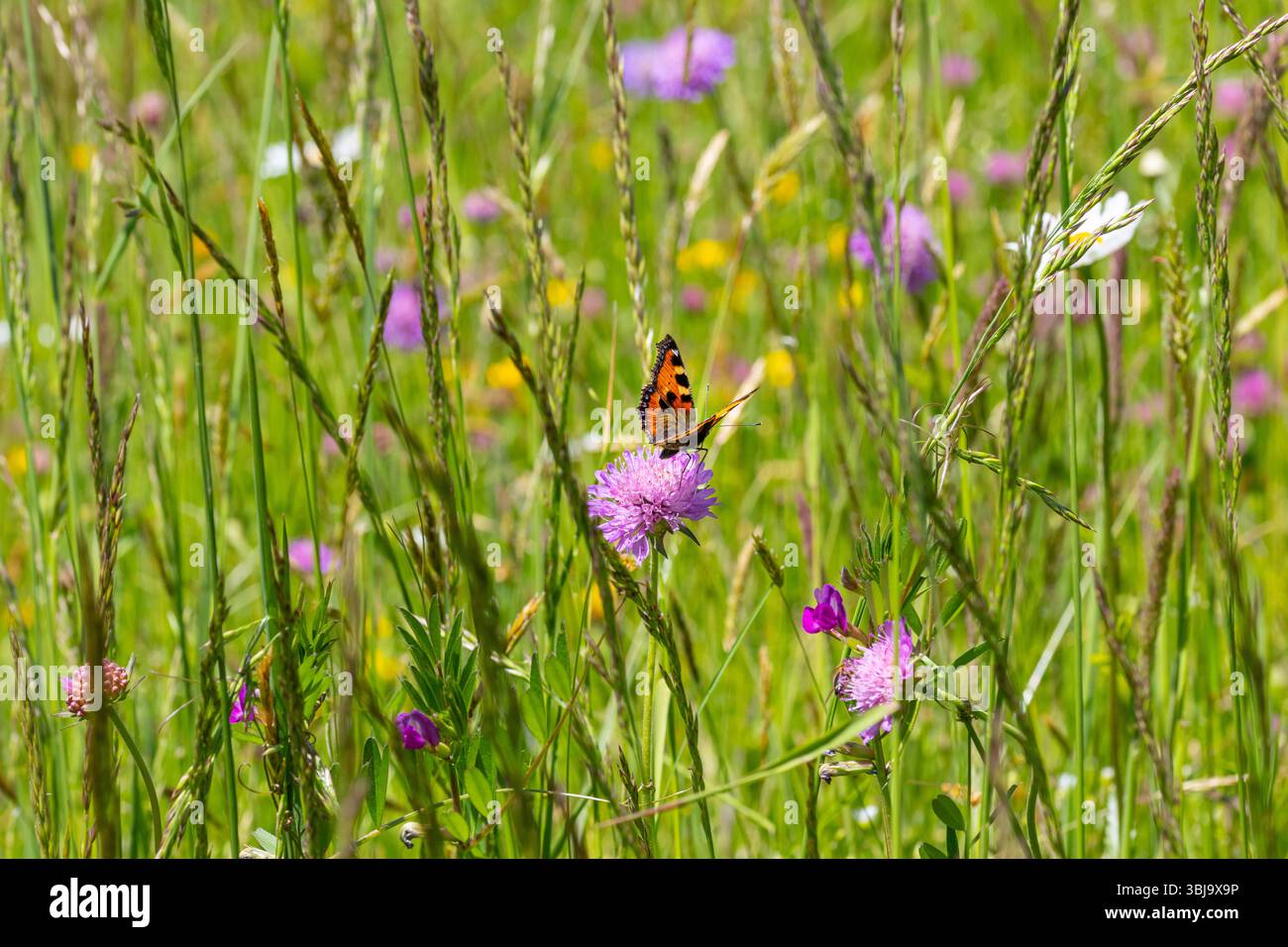 Petit papillon en écaille de tortue Aglais urticae assis sur une knautia arvensis dans les prairies alpines Banque D'Images