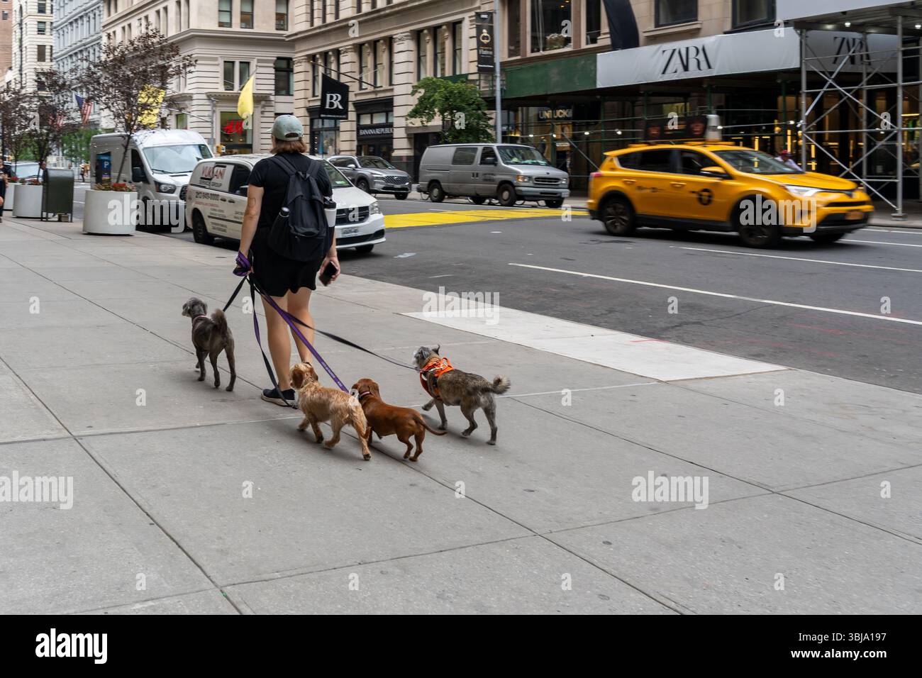 La vue arrière d'un homme promenant quatre chiens avec des laisses sur le trottoir dans le centre-ville de New York, NY, États-Unis. Banque D'Images