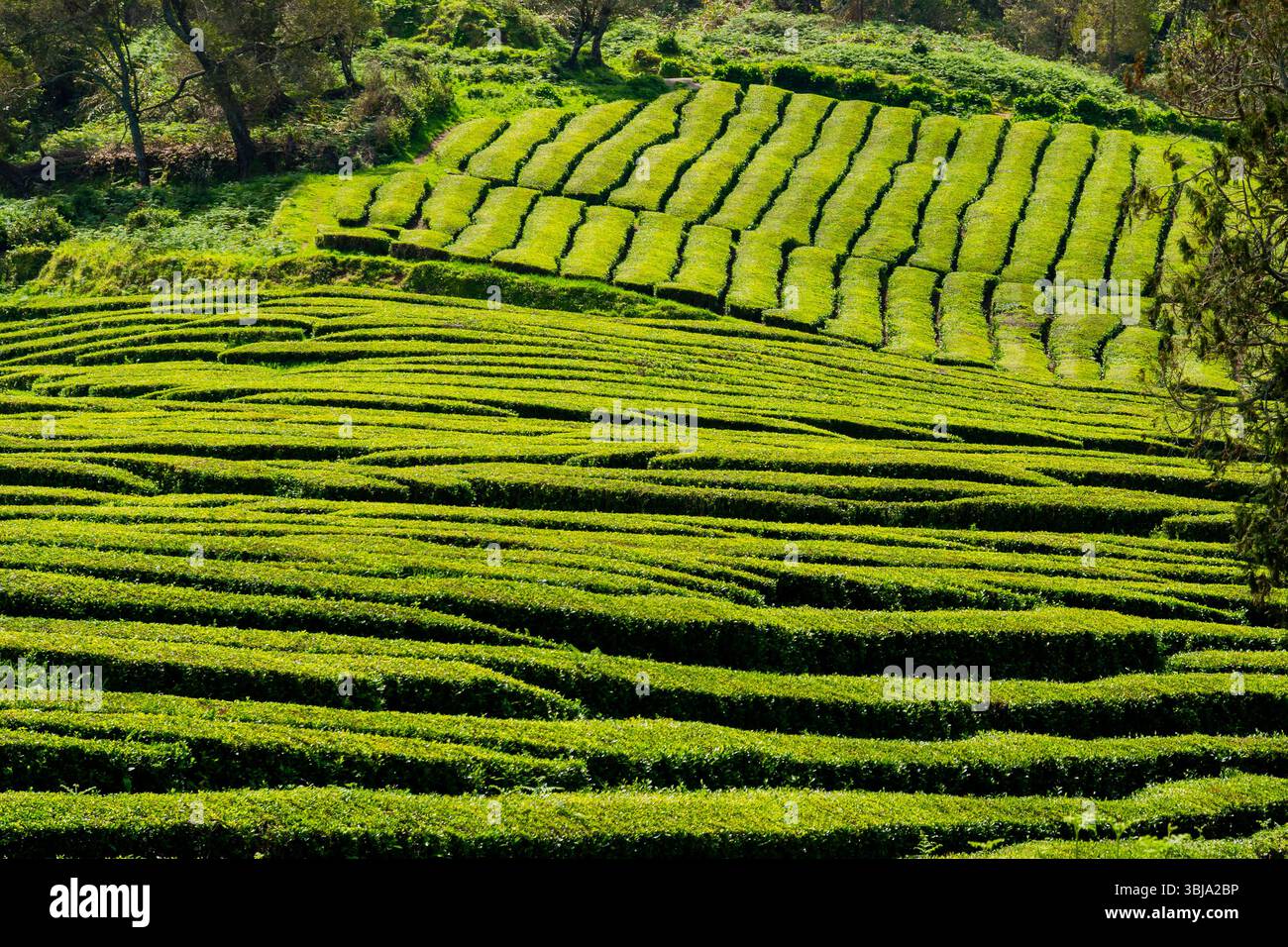 Vue des plantations de thé à Cha Gorreana sur l'île de Sao Miguel, Açores Portugal. Banque D'Images