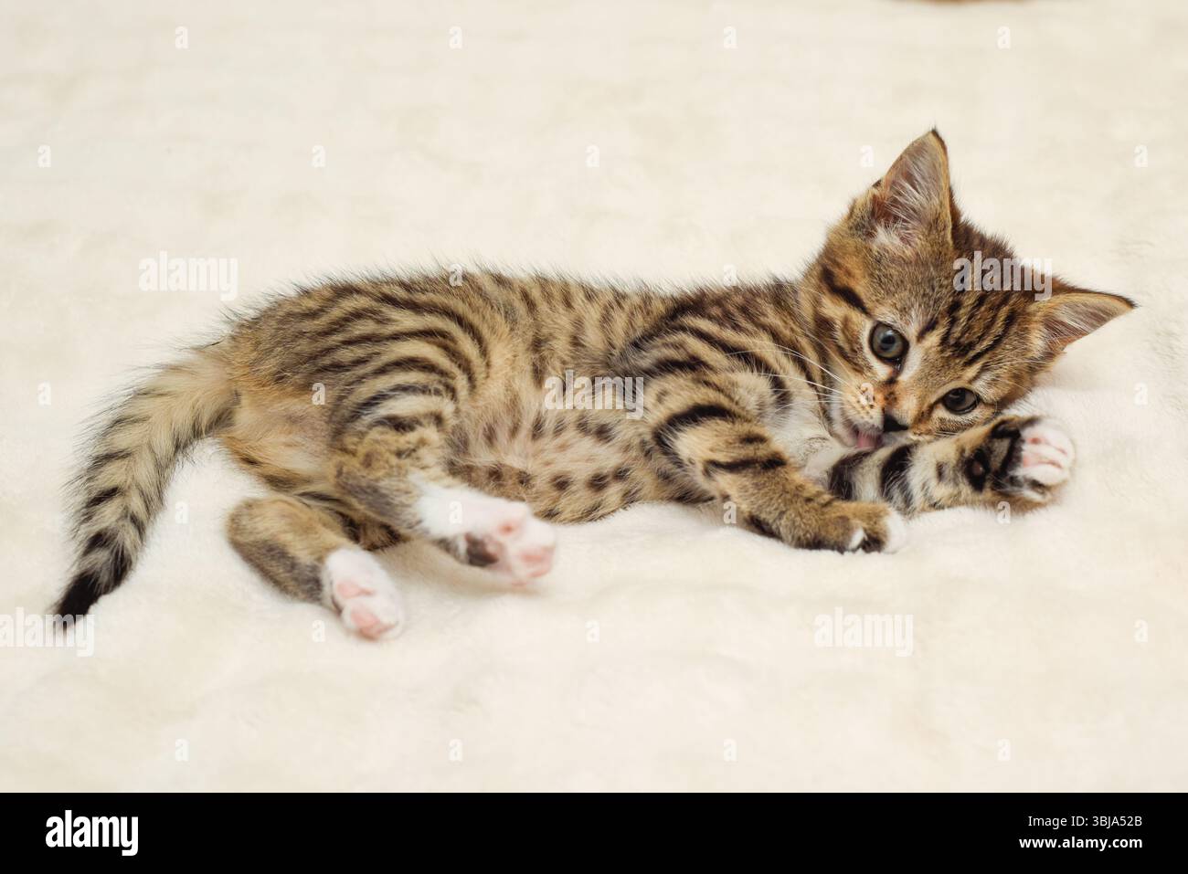 Chaton toilettant lui-même sur une couverture confortable Banque D'Images