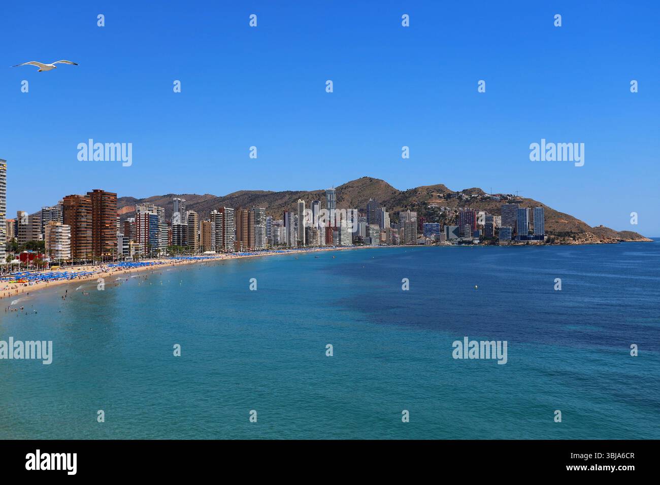Levante Beach de Benidorm, Espagne, avec une gratte-ciel de grande hauteur, des eaux turquoises et une mouette volante sous un ciel bleu clair d'été. Banque D'Images