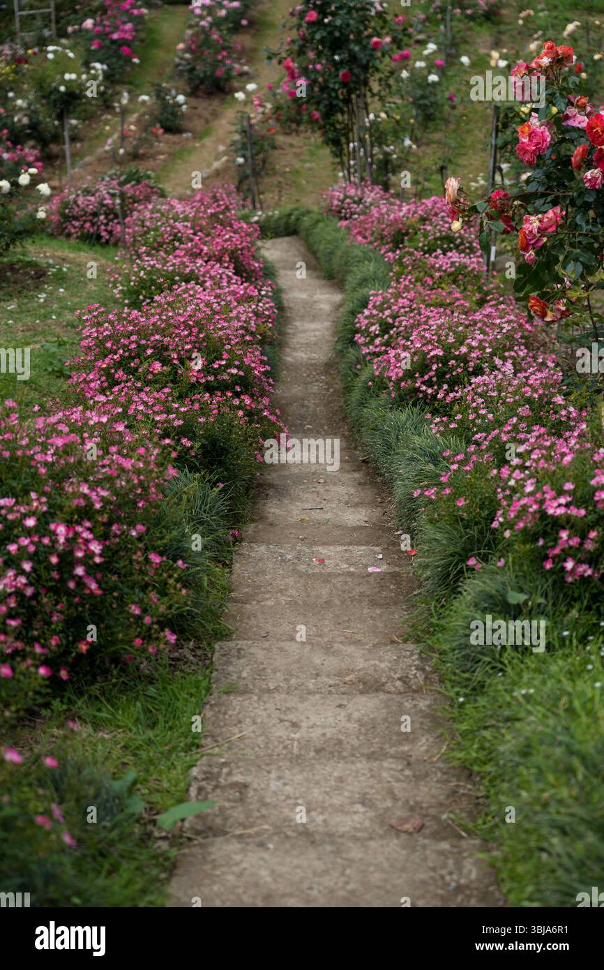 Un chemin dans le jardin fleuri. Un chemin entre les fleurs. Jardin botanique de Géorgie Banque D'Images